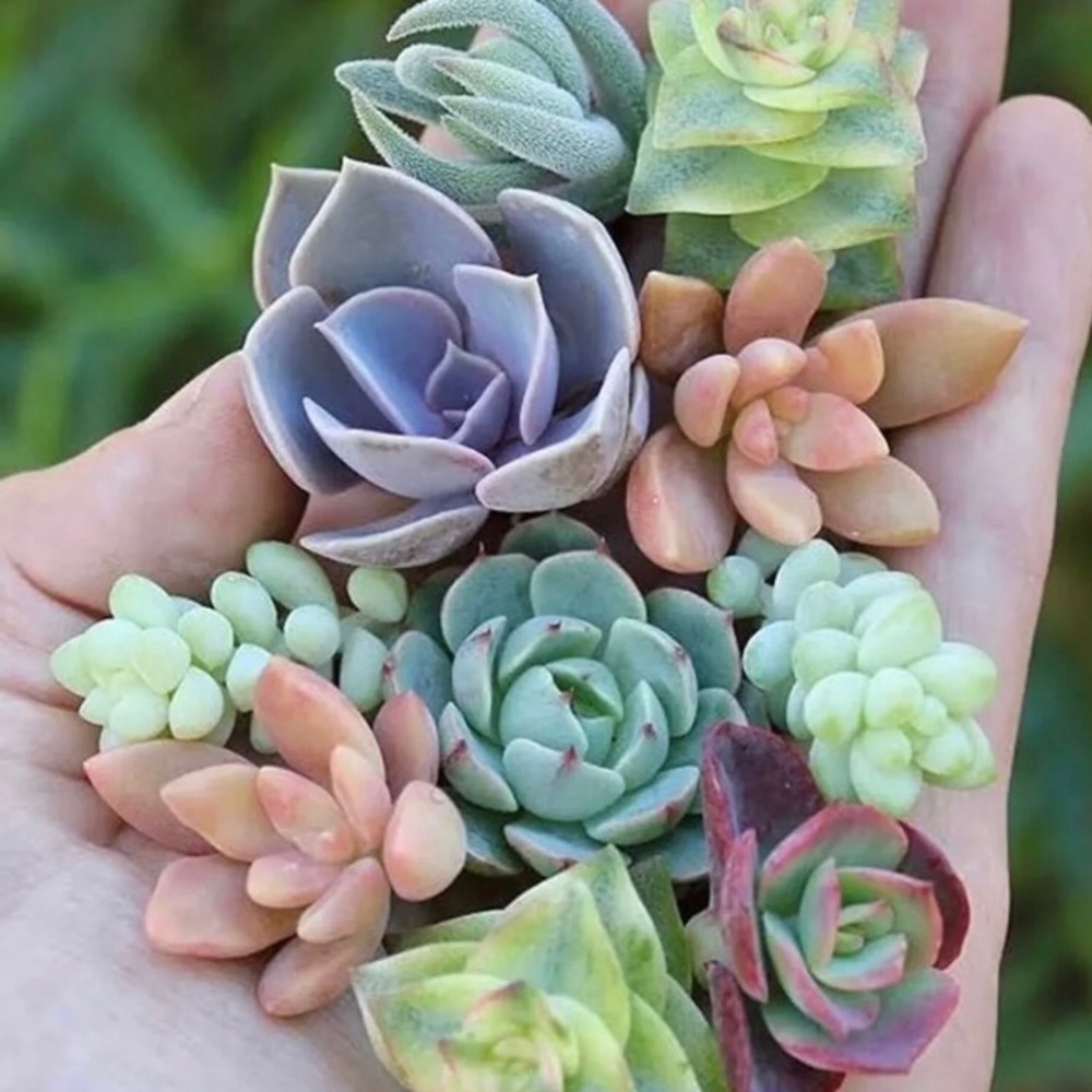 Mini succulent clippings